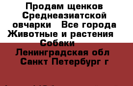Продам щенков Среднеазиатской овчарки - Все города Животные и растения » Собаки   . Ленинградская обл.,Санкт-Петербург г.
